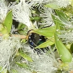 Amenia sp. (genus) at Murga, NSW - suppressed