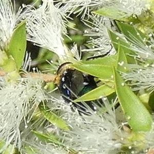 Amenia sp. (genus) at Murga, NSW - suppressed