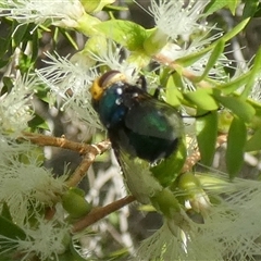 Amenia sp. (genus) at Murga, NSW - suppressed