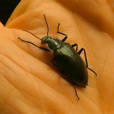 Unidentified Beetle (Coleoptera) at Murga, NSW - 21 Nov 2024 by Paul4K