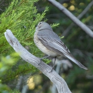 Pachycephala rufiventris at Murga, NSW - 22 Nov 2024