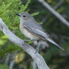 Pachycephala rufiventris at Murga, NSW - suppressed