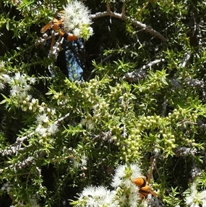 Delta (Genus) at Murga, NSW - suppressed
