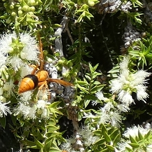 Delta (Genus) at Murga, NSW - suppressed