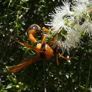 Delta (Genus) at Murga, NSW - suppressed