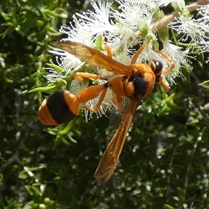 Delta (Genus) at Murga, NSW - suppressed
