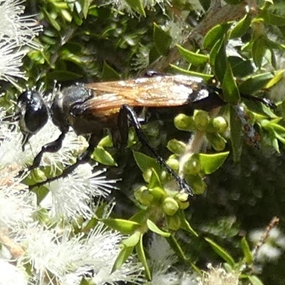 Sphecinae sp. (subfamily) (Unidentified Sand or Digger wasp) at Murga, NSW - 22 Nov 2024 by Paul4K