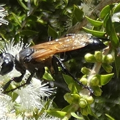 Sphecinae sp. (subfamily) at Murga, NSW - suppressed