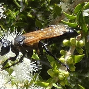 Sphecinae sp. (subfamily) at Murga, NSW - suppressed