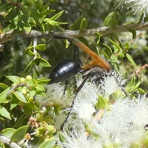 Sphecinae sp. (subfamily) at Murga, NSW - suppressed