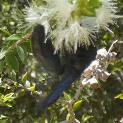 Austroscolia soror (Blue Flower Wasp) at Murga, NSW - 22 Nov 2024 by Paul4K