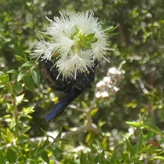 Austroscolia soror at Murga, NSW - suppressed