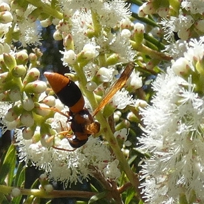 Unidentified Flower wasp (Scoliidae or Tiphiidae) at Murga, NSW - 22 Nov 2024 by Paul4K