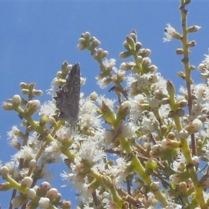 Unidentified Blue or Copper (Lycaenidae) at Murga, NSW by Paul4K