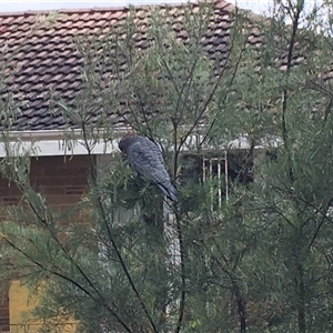 Callocephalon fimbriatum (Gang-gang Cockatoo) at O'Connor, ACT by dwise