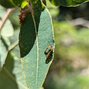 Aporocera (Aporocera) consors (A leaf beetle) at Mount Kembla, NSW by BackyardHabitatProject