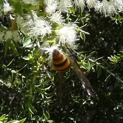 Radumeris tasmaniensis (Yellow Hairy Flower Wasp) at Murga, NSW - 22 Nov 2024 by Paul4K