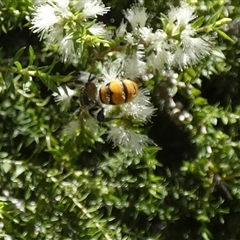 Radumeris tasmaniensis at Murga, NSW - suppressed