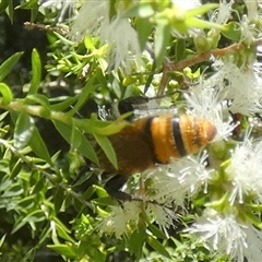 Radumeris tasmaniensis at Murga, NSW - suppressed