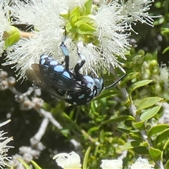 Unidentified Flower wasp (Scoliidae or Tiphiidae) at Murga, NSW - 22 Nov 2024 by Paul4K