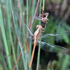 Orthetrum villosovittatum (Fiery Skimmer) at Mount Kembla, NSW - 29 Nov 2024 by BackyardHabitatProject