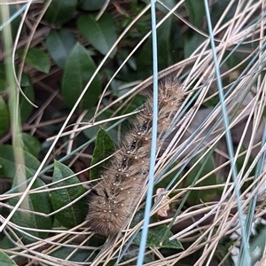 Anthela (genus) immature (Unidentified Anthelid Moth) at Mount Kembla, NSW by BackyardHabitatProject