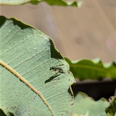 Austrosciapus connexus (Green long-legged fly) at Mount Kembla, NSW - 10 Nov 2024 by BackyardHabitatProject