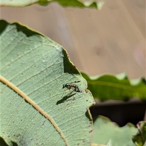 Austrosciapus connexus at Mount Kembla, NSW - 10 Nov 2024 10:53 AM