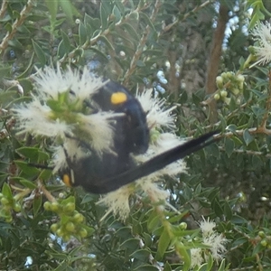 Laeviscolia frontalis at Murga, NSW - suppressed