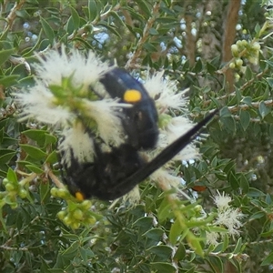Laeviscolia frontalis at Murga, NSW - suppressed