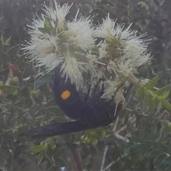 Laeviscolia frontalis at Murga, NSW - suppressed