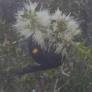 Laeviscolia frontalis at Murga, NSW - suppressed