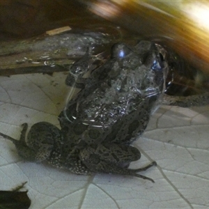 Limnodynastes tasmaniensis at Murga, NSW by Paul4K