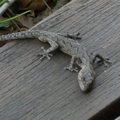 Strophurus intermedius (Southern Spiny-tailed Gecko) at Murga, NSW - 23 Nov 2024 by Paul4K