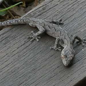 Strophurus intermedius at suppressed - suppressed