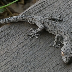 Strophurus intermedius at suppressed - suppressed