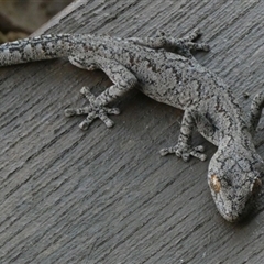 Strophurus intermedius at suppressed - suppressed