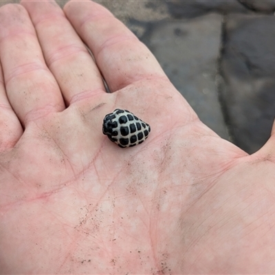 Tenguella marginalba (Mulberry shell) at Pebbly Beach, NSW - 29 Nov 2024 by jeremyahagan