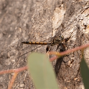 Hemicordulia tau at Higgins, ACT - 13 Sep 2024