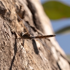 Hemicordulia tau at Higgins, ACT - 13 Sep 2024