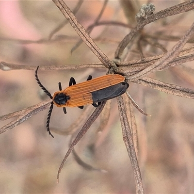 Rhinotia haemoptera (Lycid-mimic belid weevil, Slender Red Weevil) at Bungendore, NSW - 28 Nov 2024 by clarehoneydove