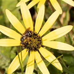 Lasioglossum (Chilalictus) sp. (genus & subgenus) (Halictid bee) at Higgins, ACT - 13 Sep 2024 by AlisonMilton