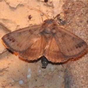 Pantydia diemeni at Wanniassa, ACT - 28 Nov 2024 10:07 PM