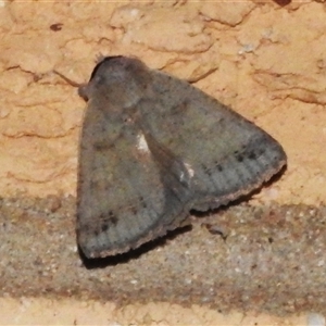 Pantydia diemeni at Wanniassa, ACT - 28 Nov 2024 10:07 PM