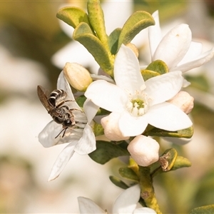 Lasioglossum (Chilalictus) sp. (genus & subgenus) (Halictid bee) at Higgins, ACT by AlisonMilton