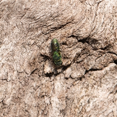 Chrysididae (family) (Cuckoo wasp or Emerald wasp) at Higgins, ACT - 13 Sep 2024 by AlisonMilton