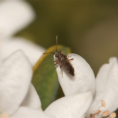 Lygaeidae (family) (Seed bug) at Higgins, ACT - 13 Sep 2024 by AlisonMilton