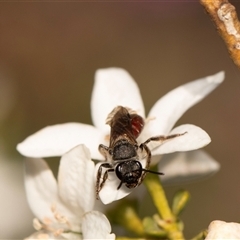 Lasioglossum (Parasphecodes) sp. (genus & subgenus) (Halictid bee) at Higgins, ACT - 13 Sep 2024 by AlisonMilton