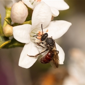 Lasioglossum (Parasphecodes) sp. (genus & subgenus) at Higgins, ACT - 13 Sep 2024 12:49 PM