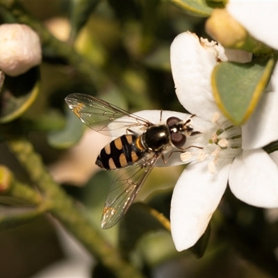 Melangyna viridiceps (Hover fly) at Higgins, ACT - 13 Sep 2024 by AlisonMilton